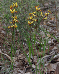 Diuris brumalis