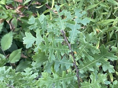 Quercus cerris