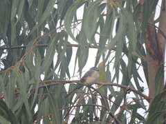 Pericrocotus cinnamomeus