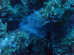 Scyphozoa