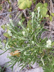 Pseudognaphalium obtusifolium