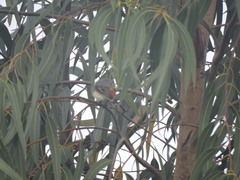 Pericrocotus cinnamomeus