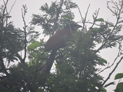 Centropus sinensis