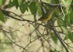 Setophaga discolor