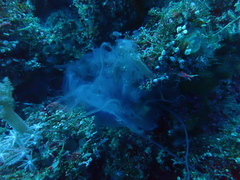 Scyphozoa