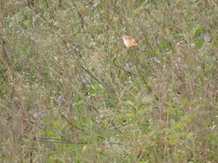 Ploceus philippinus