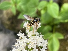 Sericomyia chalcopyga