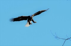 Haliaeetus leucocephalus