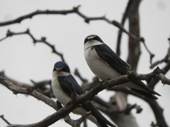 Tachycineta leucorrhoa