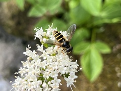 Sericomyia chalcopyga