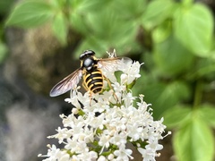 Sericomyia chalcopyga