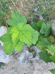 Rubus parviflorus