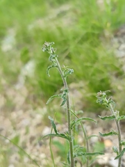 Campanula sibirica