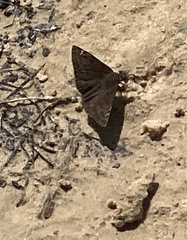 Erynnis horatius