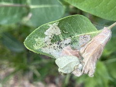 Saucrobotys futilalis