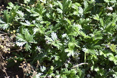 Potentilla intermedia