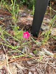 Ipomoea quamoclit