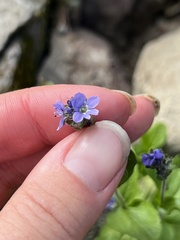 Veronica wormskjoldii