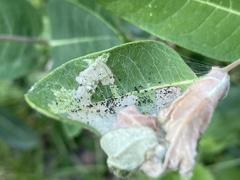 Saucrobotys futilalis