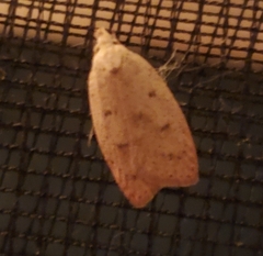 Machimia tentoriferella