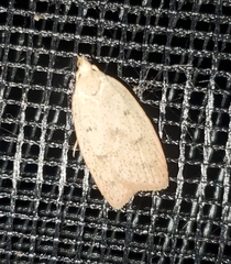 Machimia tentoriferella