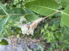 Saucrobotys futilalis