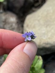 Veronica wormskjoldii