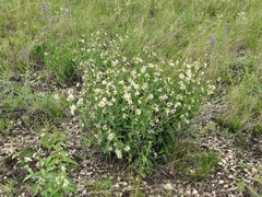 Vincetoxicum hirundinaria