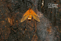 Himantopterus fuscinervis