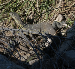 Varanus niloticus