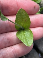 Veronica wormskjoldii