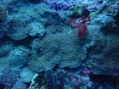 Gardineroseris planulata