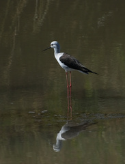 Himantopus himantopus