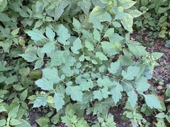 Koelreuteria paniculata