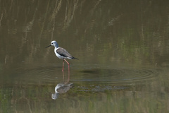 Himantopus himantopus