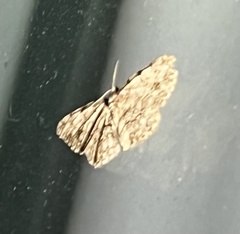 Hypomecis umbrosaria