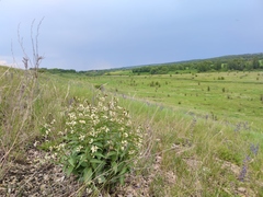 Vincetoxicum hirundinaria