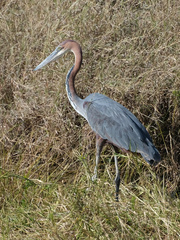 Ardea goliath
