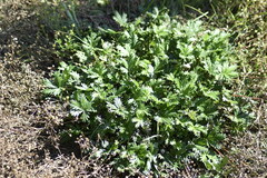 Potentilla intermedia
