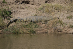 Crocodylus niloticus