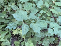 Koelreuteria paniculata