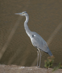 Ardea cinerea cinerea