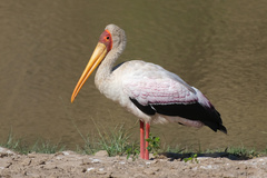 Mycteria ibis