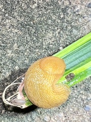 Mesarion
