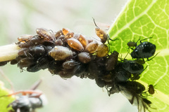 Aphididae