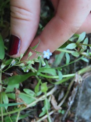 Myosotis laxa