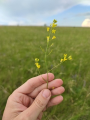 Sisymbrium polymorphum