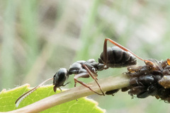 Formicidae