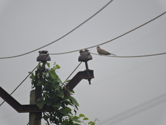 Streptopelia senegalensis
