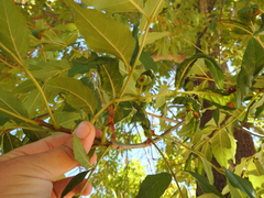 Prociphilus fraxinifolii